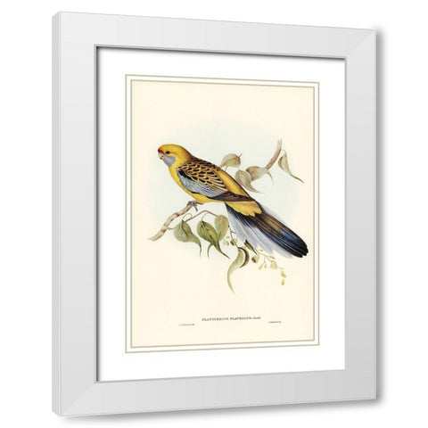 Yellow-rumped Parakeet-Platycercus flaveolus White Modern Wood Framed Art Print with Double Matting by Gould, John
