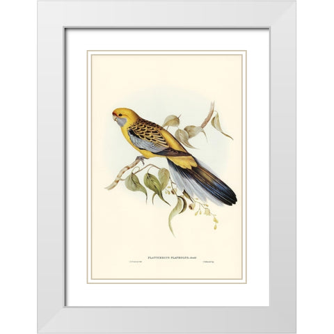 Yellow-rumped Parakeet-Platycercus flaveolus White Modern Wood Framed Art Print with Double Matting by Gould, John