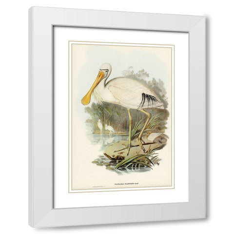 Yellow-legged Spoonbill-Platalea flavipes White Modern Wood Framed Art Print with Double Matting by Gould, John
