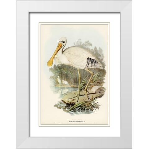 Yellow-legged Spoonbill-Platalea flavipes White Modern Wood Framed Art Print with Double Matting by Gould, John