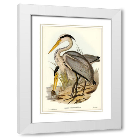 Great Grey Heron-Ardea leucophaea White Modern Wood Framed Art Print with Double Matting by Gould, John