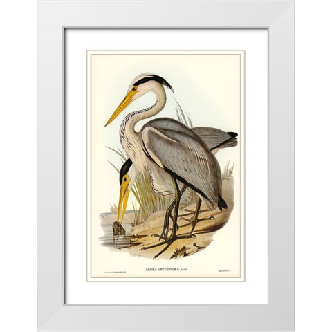 Great Grey Heron-Ardea leucophaea White Modern Wood Framed Art Print with Double Matting by Gould, John