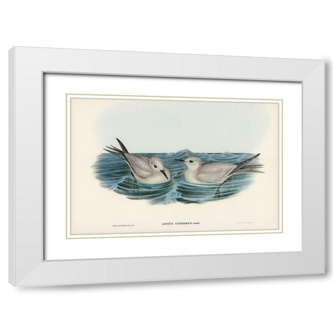 Grey Noddy-Anous cinereus White Modern Wood Framed Art Print with Double Matting by Gould, John