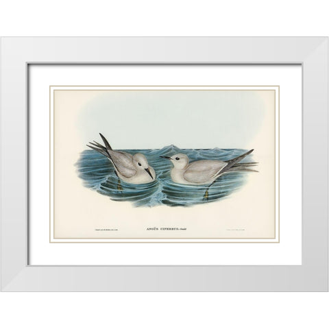 Grey Noddy-Anous cinereus White Modern Wood Framed Art Print with Double Matting by Gould, John