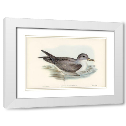 Great Grey Petrel-Procellaria hasitata White Modern Wood Framed Art Print with Double Matting by Gould, John