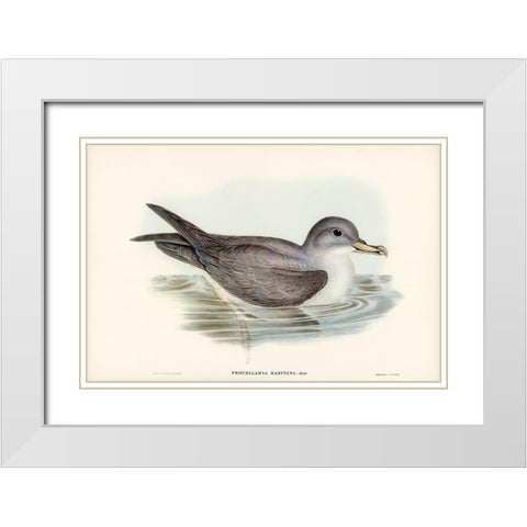 Great Grey Petrel-Procellaria hasitata White Modern Wood Framed Art Print with Double Matting by Gould, John