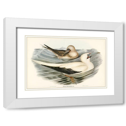 Red-legged Gannet-Sula piscator White Modern Wood Framed Art Print with Double Matting by Gould, John