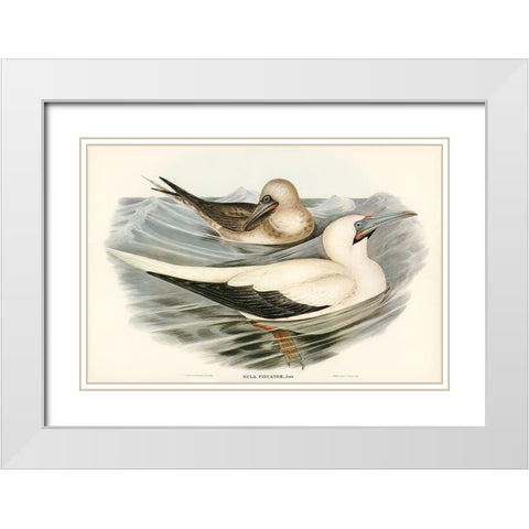 Red-legged Gannet-Sula piscator White Modern Wood Framed Art Print with Double Matting by Gould, John
