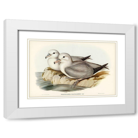 Silvery Grey Petrel-Procellaria Glacialoides White Modern Wood Framed Art Print with Double Matting by Gould, John