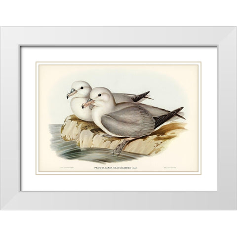 Silvery Grey Petrel-Procellaria Glacialoides White Modern Wood Framed Art Print with Double Matting by Gould, John