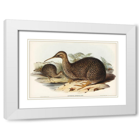 Little spotted kiwi or Little gray kiwi-Apteryx Owenii White Modern Wood Framed Art Print with Double Matting by Gould, John