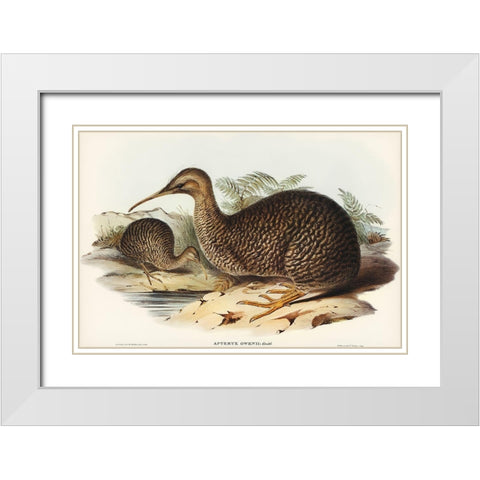 Little spotted kiwi or Little gray kiwi-Apteryx Owenii White Modern Wood Framed Art Print with Double Matting by Gould, John