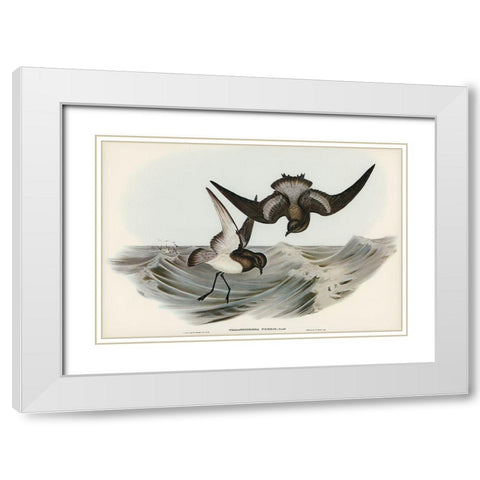 Grey-backed Storm Petrel-Thalassidroma Nereis White Modern Wood Framed Art Print with Double Matting by Gould, John