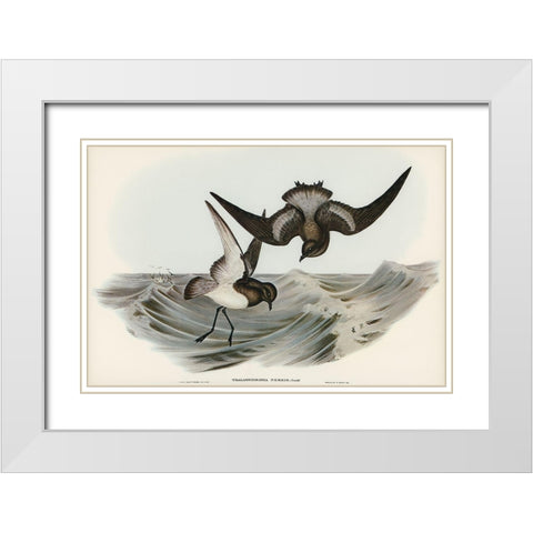 Grey-backed Storm Petrel-Thalassidroma Nereis White Modern Wood Framed Art Print with Double Matting by Gould, John