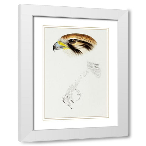 Brown hawk-Leracidia berigora White Modern Wood Framed Art Print with Double Matting by Gould, John