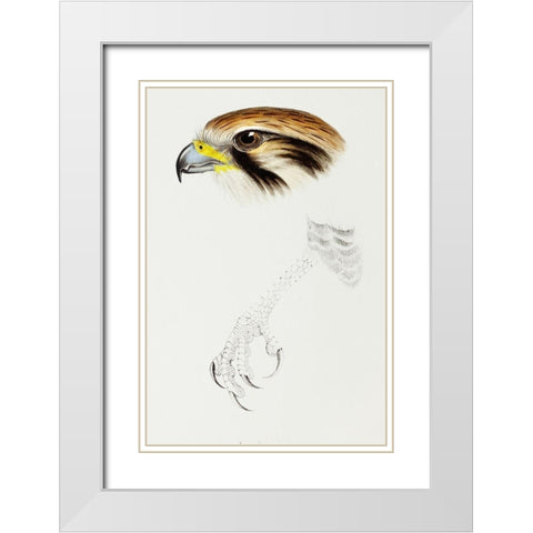 Brown hawk-Leracidia berigora White Modern Wood Framed Art Print with Double Matting by Gould, John