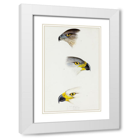 Australlan Goshawk and Grey Goshawk White Modern Wood Framed Art Print with Double Matting by Gould, John