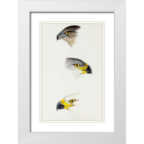 Australlan Goshawk and Grey Goshawk White Modern Wood Framed Art Print with Double Matting by Gould, John
