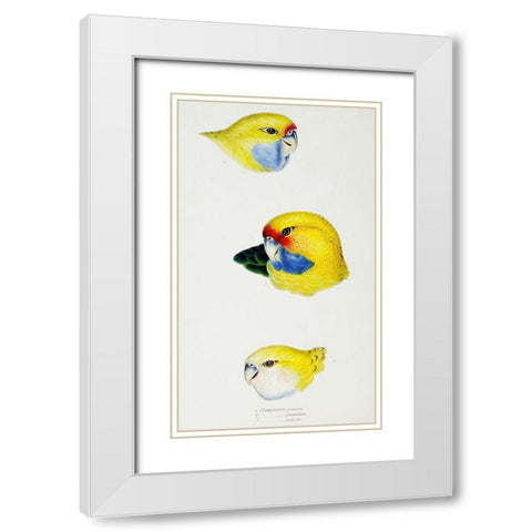 Yellow Rosella-Yellow-bellied Parrakeet and Pale-headed Rosella White Modern Wood Framed Art Print with Double Matting by Gould, John