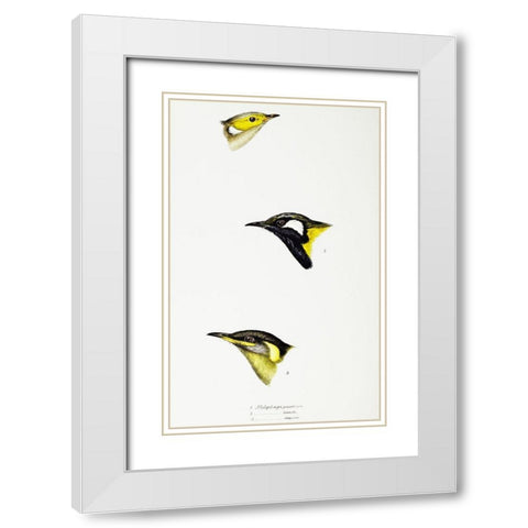 White-plumed Honeyeater-White-eared Honeyeater and Yellow-eared Honeyeater White Modern Wood Framed Art Print with Double Matting by Gould, John