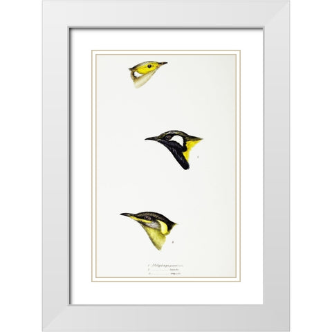 White-plumed Honeyeater-White-eared Honeyeater and Yellow-eared Honeyeater White Modern Wood Framed Art Print with Double Matting by Gould, John
