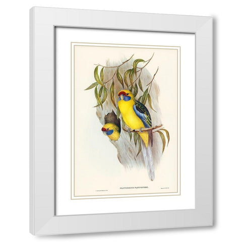 Yellow-bellied Parakeet-Platycercus flaviventris White Modern Wood Framed Art Print with Double Matting by Gould, John