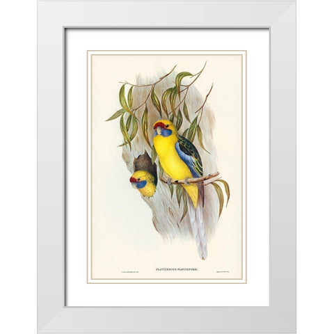 Yellow-bellied Parakeet-Platycercus flaviventris White Modern Wood Framed Art Print with Double Matting by Gould, John