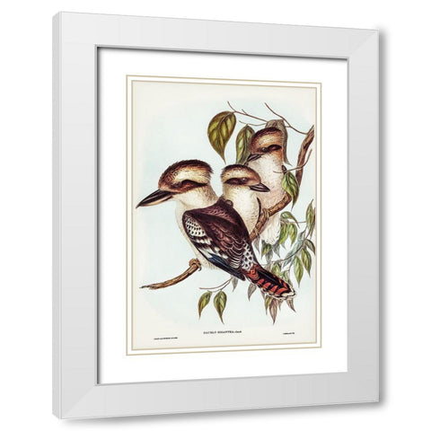 Great Brown Kingfisher-Dacelo gigantic White Modern Wood Framed Art Print with Double Matting by Gould, John