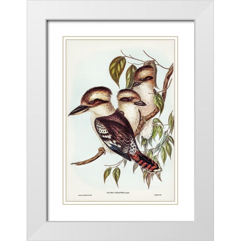 Great Brown Kingfisher-Dacelo gigantic White Modern Wood Framed Art Print with Double Matting by Gould, John