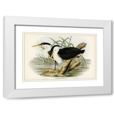 Pied Egret-Herodias picata White Modern Wood Framed Art Print with Double Matting by Gould, John