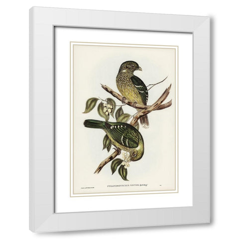 Cat Bird-Ptilonorhynchus Smithii White Modern Wood Framed Art Print with Double Matting by Gould, John