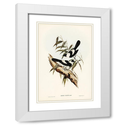 Kaups Flycatcher-Arses Kaupi White Modern Wood Framed Art Print with Double Matting by Gould, John