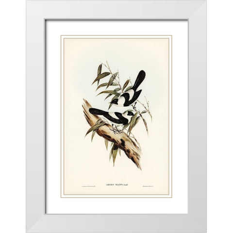 Kaups Flycatcher-Arses Kaupi White Modern Wood Framed Art Print with Double Matting by Gould, John