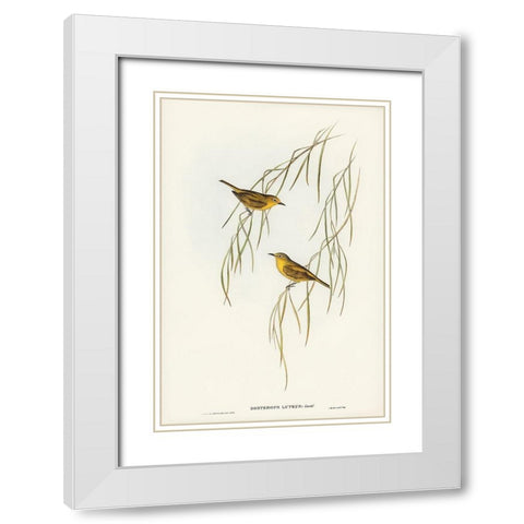 Yellow Zosterops-Zosterops lutcus White Modern Wood Framed Art Print with Double Matting by Gould, John