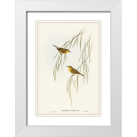 Yellow Zosterops-Zosterops lutcus White Modern Wood Framed Art Print with Double Matting by Gould, John