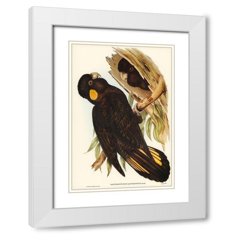 Yellow-eared Black Cockatoo-Calyptorhynchus xanthonotus White Modern Wood Framed Art Print with Double Matting by Gould, John