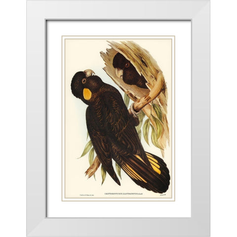 Yellow-eared Black Cockatoo-Calyptorhynchus xanthonotus White Modern Wood Framed Art Print with Double Matting by Gould, John
