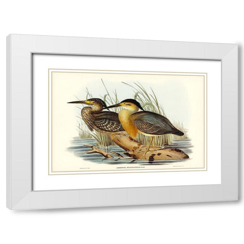 Little Grey Bittern-Ardetta stagnatilis White Modern Wood Framed Art Print with Double Matting by Gould, John