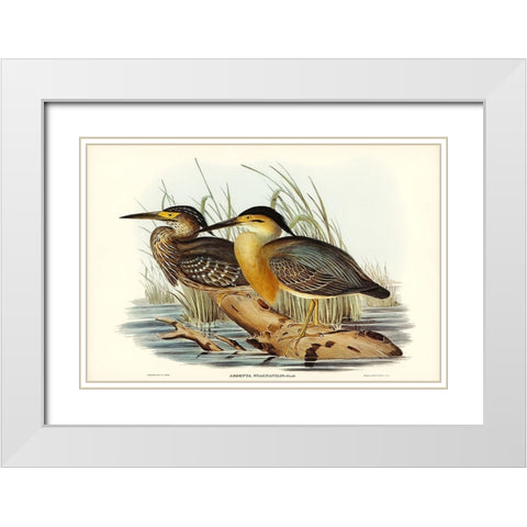 Little Grey Bittern-Ardetta stagnatilis White Modern Wood Framed Art Print with Double Matting by Gould, John