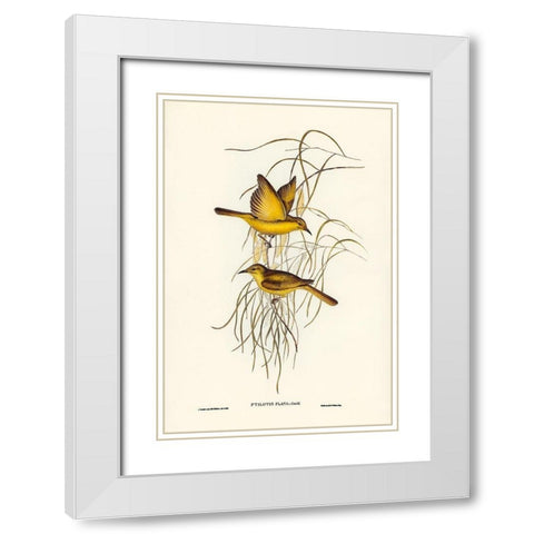 Yellow Honey-eater-Ptilotis flava White Modern Wood Framed Art Print with Double Matting by Gould, John