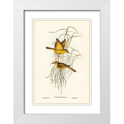 Yellow Honey-eater-Ptilotis flava White Modern Wood Framed Art Print with Double Matting by Gould, John