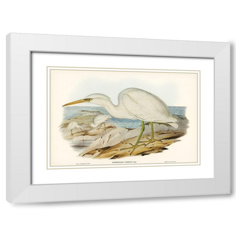 White Reef Heron-Herodias Greyi White Modern Wood Framed Art Print with Double Matting by Gould, John