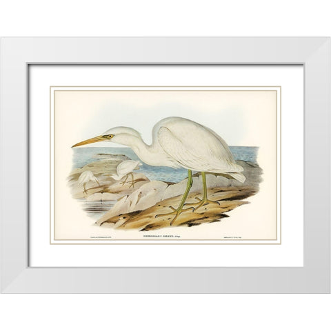 White Reef Heron-Herodias Greyi White Modern Wood Framed Art Print with Double Matting by Gould, John