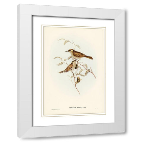 Yellow-spotted Honey-eater-Ptilotis notata White Modern Wood Framed Art Print with Double Matting by Gould, John
