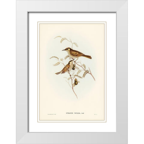 Yellow-spotted Honey-eater-Ptilotis notata White Modern Wood Framed Art Print with Double Matting by Gould, John