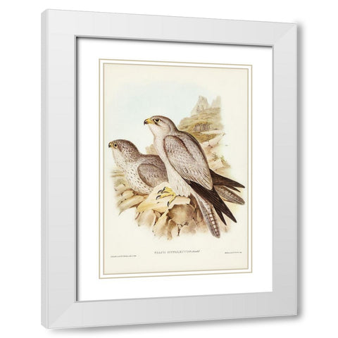 Gray falcon-Falco Hypoleucus White Modern Wood Framed Art Print with Double Matting by Gould, John