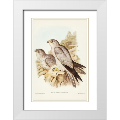 Gray falcon-Falco Hypoleucus White Modern Wood Framed Art Print with Double Matting by Gould, John