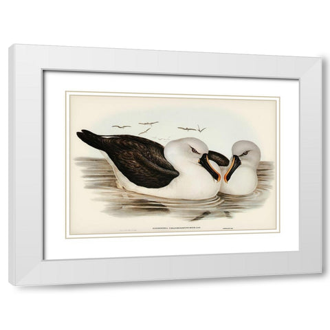 Yellow-billed Albatros-Diomedea chlororhynchos White Modern Wood Framed Art Print with Double Matting by Gould, John