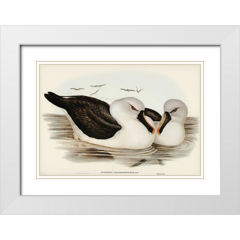 Yellow-billed Albatros-Diomedea chlororhynchos White Modern Wood Framed Art Print with Double Matting by Gould, John