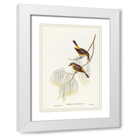 Yellow-breasted Robin-Eopsaltria Australis White Modern Wood Framed Art Print with Double Matting by Gould, John